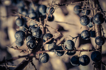 Blackthorn, sloe at a bunch. Closeup.