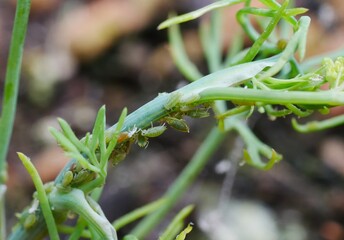 Blattläuse an einem Kräutertrieb