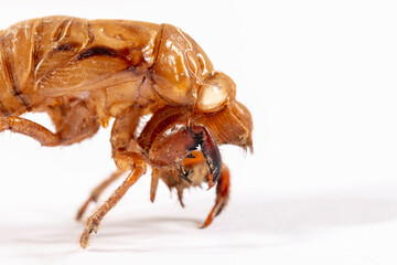 Close up view of a dead Cicada on a white background