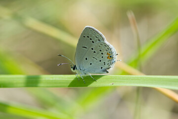 Butterfly 2020-4 / Eastern Tailed Blue Butterfly 
(Cupido comyntas)