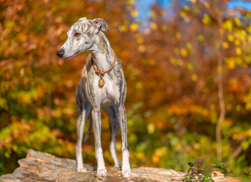 Windhund - Portrait einer h&uuml;bschen Whippet H&uuml;ndin im herbstlichen Wald