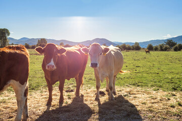 Cows at cattle farm on the grassy pasture on a sunny day.