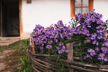 autumn flowers grow behind a wicker fence near a white wooden rural old house