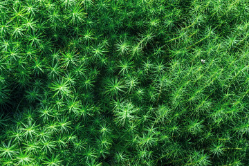 Detail of green moss in forest. Close up