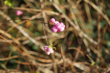 Schneebeere,Knallerbse,Symphoricarpos albus, Beeren im November