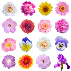 Macro photo of flowers set: rose, 
sunflower, peony, zinnia, cirsium, bristly rose, common mallow,...