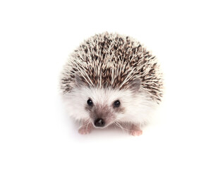 Hedgehog