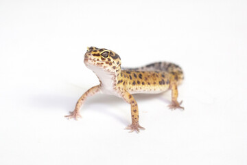 Gecko
