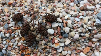 Dried pine cones lying on colored stones
