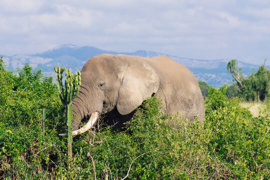 Adult African elephant eating plants - Powered by Adobe