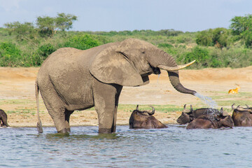 Adult elephant spraying water from its trunk