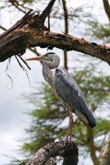 Grey heron (Ardea cinerea) standing on tree branch, lake Naivasha, Kenya, East Africa