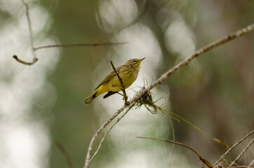 Cuban bird on a branch