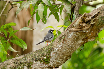 Cuban bird on a branch