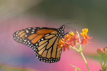 Butterfly 2019-248 / Monarch butterfly (Danaus plexippus)