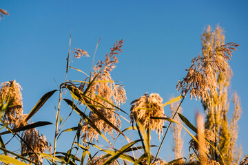 Close up image of golden reed grass shaking while the wind is blowing under clear blue sky in a cold autumn day, natural autumn background with warm colors
