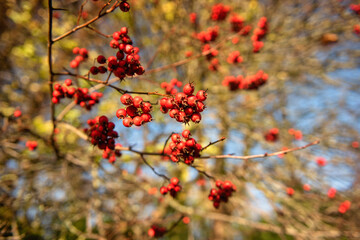 Hawthorn red berries also known as Crataegus in a sunny winter day  