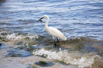 Little egret standing amongst the surf