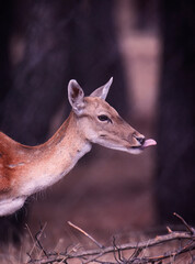 GAMA EN BOSQUE CON FONDO OSCURO 