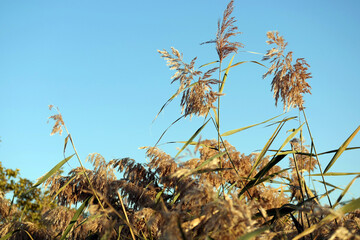Close up image of golden reed grass shaking while the wind is blowing under clear blue sky in a cold autumn day, natural autumn background with warm colors