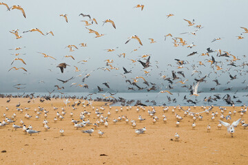 Sand beach and flock of birds, California Central Coast. Great colony of pelicans and seagulls