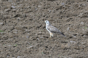 Bussard (Buteo buteo)
