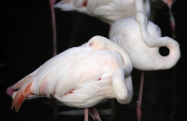 pink flamingo in the zoo