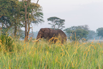 Adult elephant walking in African plains
