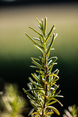 Rosmarin, Kräuter, Grün, Natur, rosmary, 