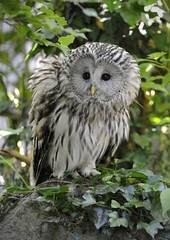 great owl