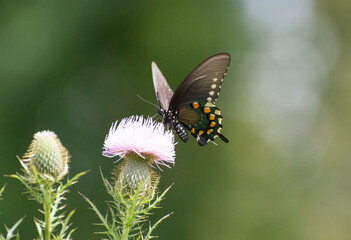Butterfly 2019-249 / Pipevine swallowtail (Battus philenor)