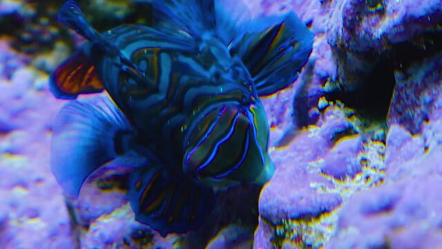 Mandarin fish from the front turns around and swims away.