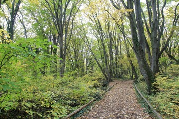 Path with fallen leaves in the autumn forest