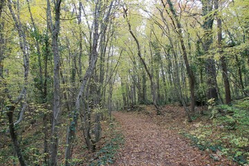 Path with fallen leaves in the autumn forest