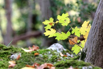 Maple with yellow leaves in the autumn forest
