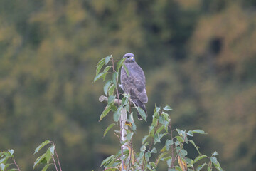 Bussard auf Stange vor Wald (Buteo buteo)