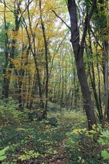 Path with fallen leaves in the autumn forest