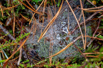 Dew drops suspended on a delicate spider web. Morning dew on a spider's web.
