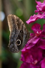 Schmetterling