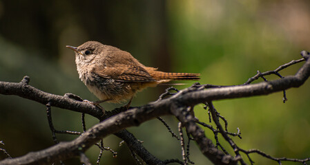 ave posando sobre rama. ratonera comun, troglodytes musculus