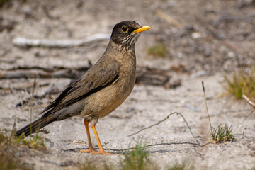 ave parada sobre el suelo buscando que comer. El zorzal patagónico, zorzal (Turdus falcklandii) o huilque