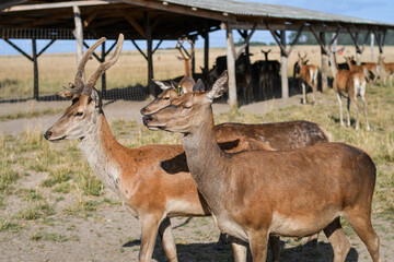 A flock of deer walking on the deer farm. Selective focus. 