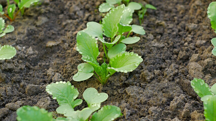 Radish plants with water drops on the leaves, growing in soil
