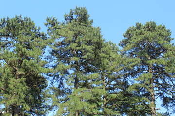 trees
