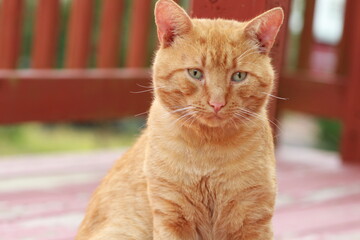 orange cat