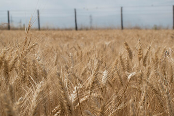 field of wheat whith a fence