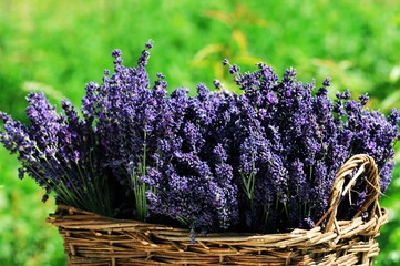 Lavender - Lavendel Hidcote Blue Lavandula angustifolia
