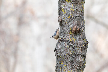Trepador azul.Sitta europaea