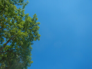 View of the deciduous canopy of trees with a cloudless sky in the background