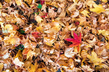 Autumn